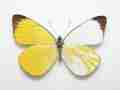 Peridae ssp. (gynandromorph, alex bic) (Internet Image property of respective owner, non-commercial use only)